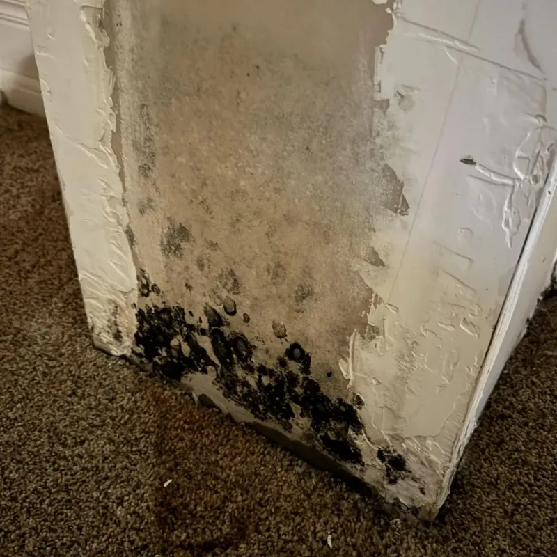 Professional Mold Removal in Myrtle Grove, NC